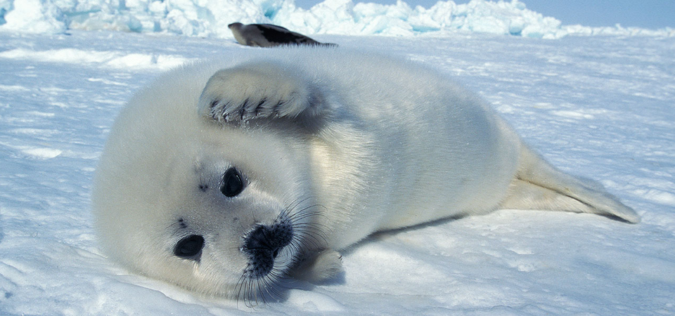 Beechey Island