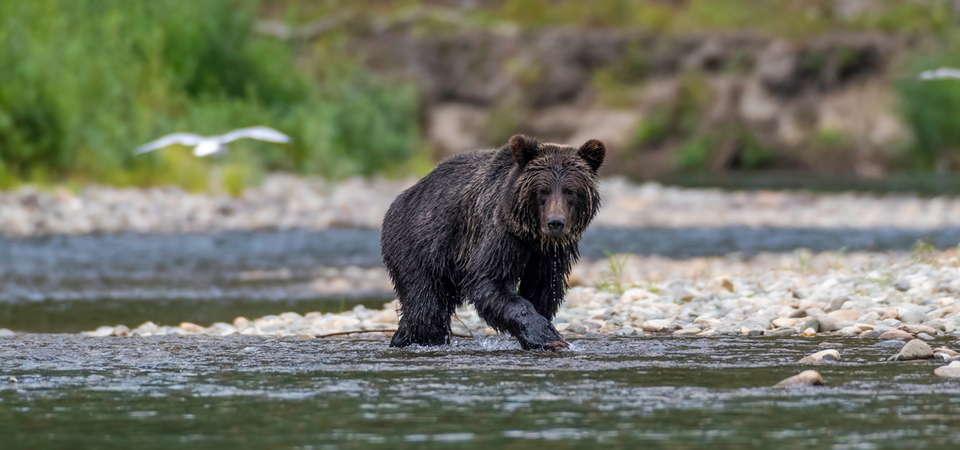 Scenic Cruising Bella Bella