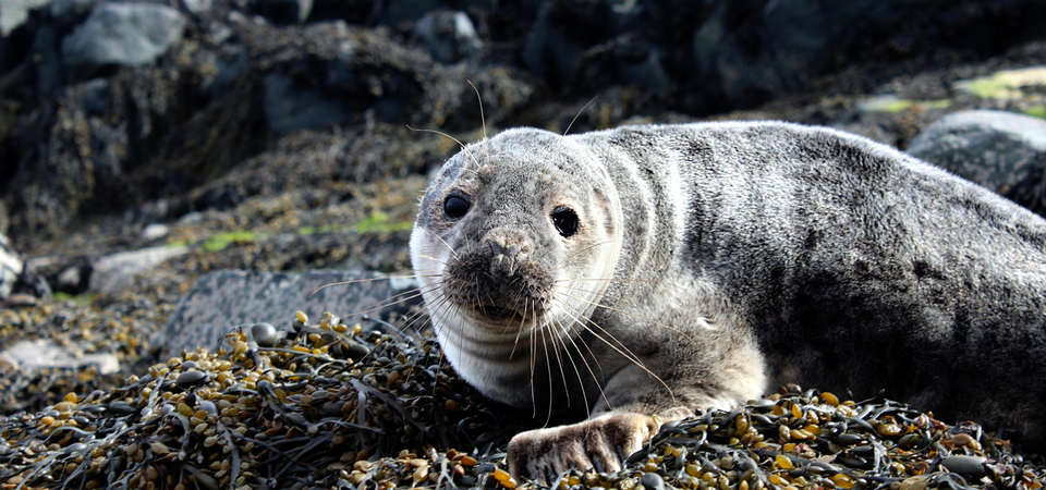 Cruising by the Isle of May