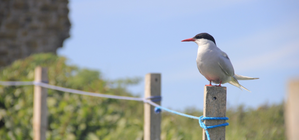 Farne Islands, Northumberland