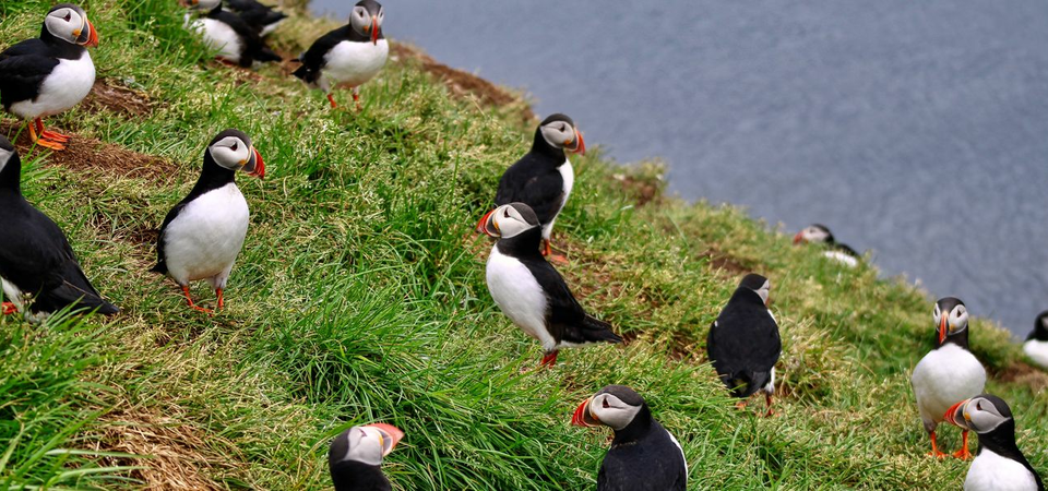 Látrabjarg Cliffs