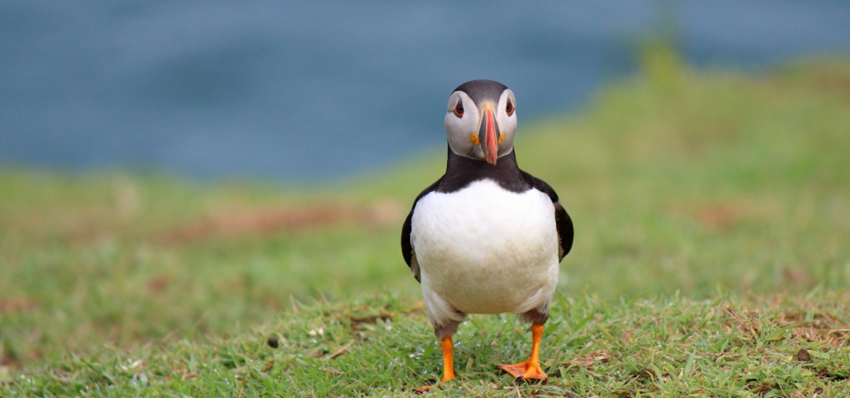 Skomer Island, Wales
