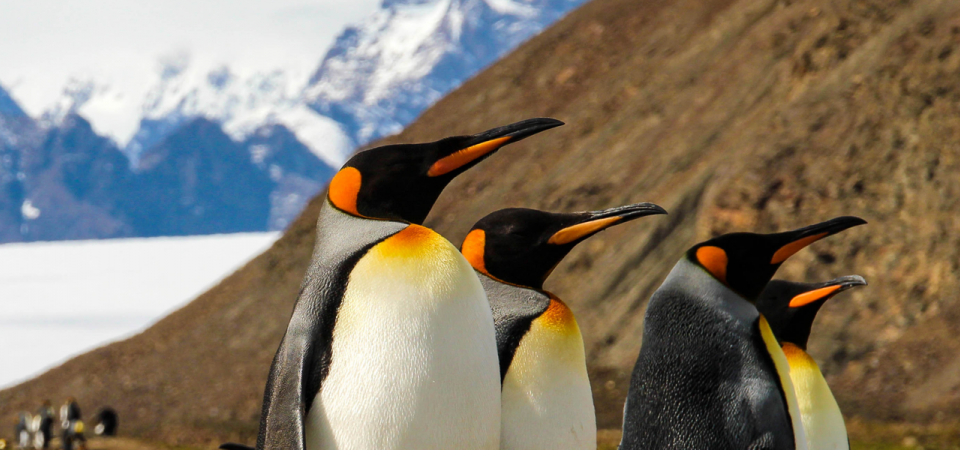South Georgia Expedition